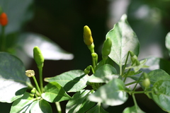 Capsicum annuum